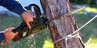 Best Tree Disease Treatment  in USA